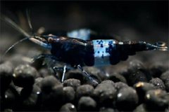 Tép Black Rili