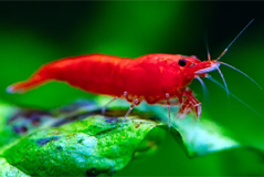 Tép Fire Red