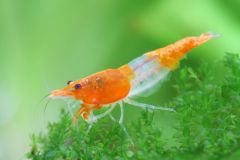 Tép Orange Rili