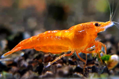 Tép Orange