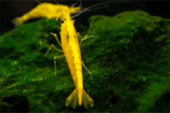 Tép Yellow Golden