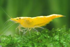 Tép Yellow
