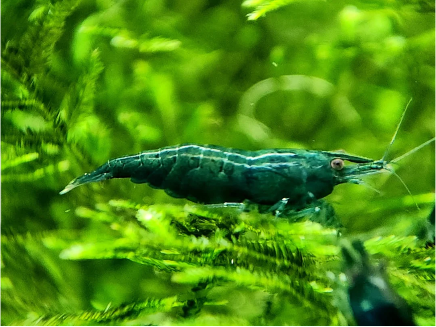 Tép Green Jade