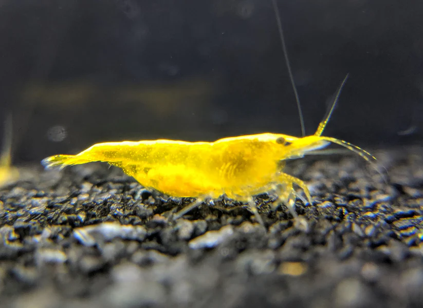 Tép Yellow Golden Back
