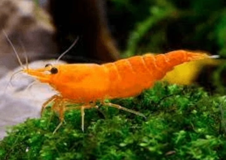Tép Orange