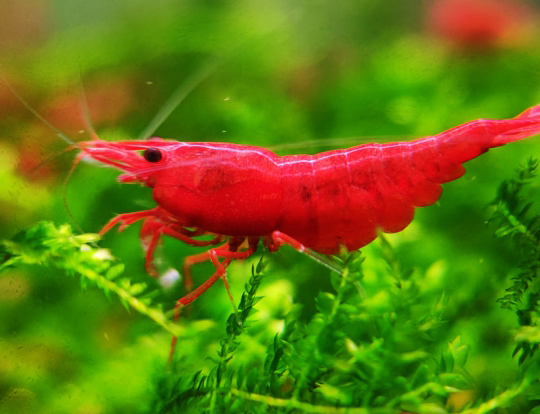 Tép Fire Red
