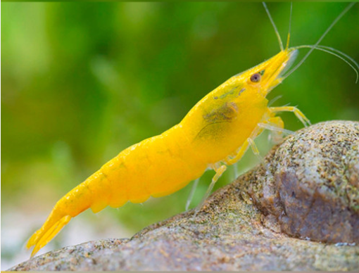 Tép Yellow