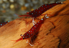 Tép Sulawesi