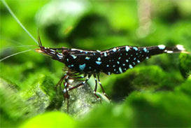 Sulawesi Galaxy