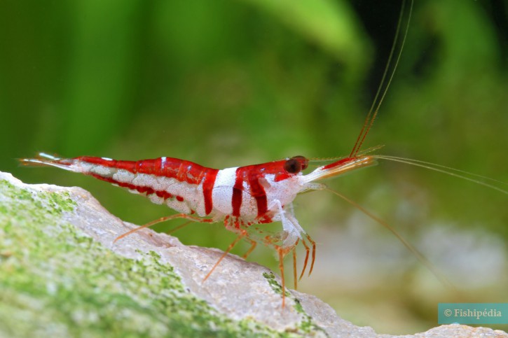 Sulawesi Harlequin