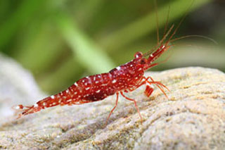 Sulawesi Red Orchid