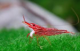 Sulawesi Redline
