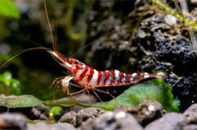 Sulawesi Tigri