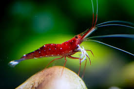 Sulawesi White Sock