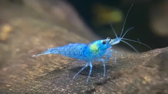Tép Blue Jelly