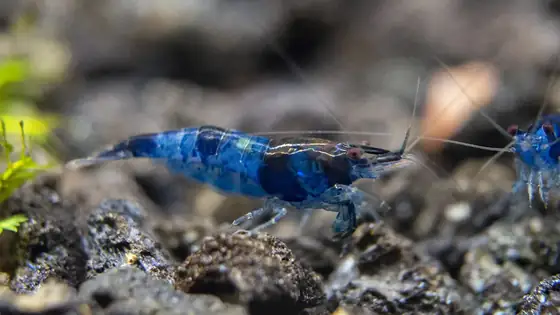 Tép Blue Rili