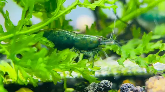 Tép Green Jade