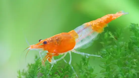 Tép Orange Rili