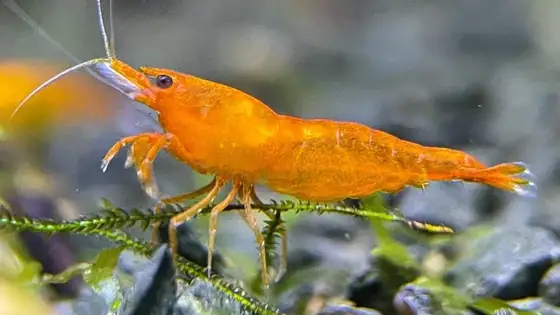 Tép Orange Sakura