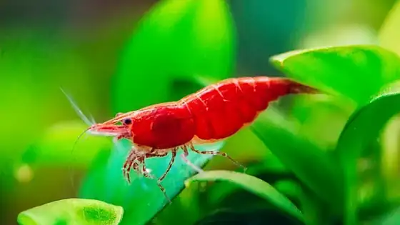 Tép màu