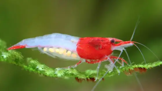 Tép Red Rili