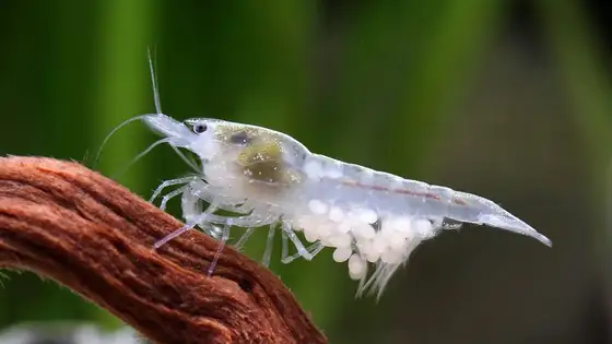 Tép Snowball