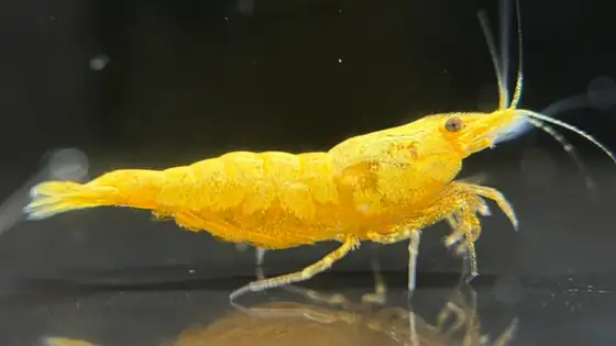 Tép Yellow