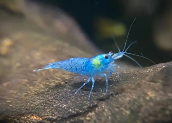 Tép Blue Jelly