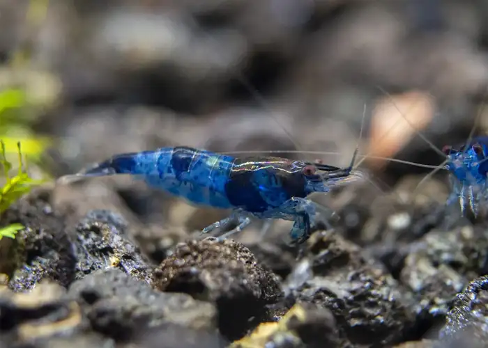 Tép Blue Rili