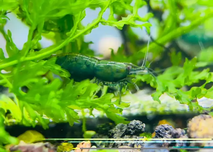Tép Green Jade