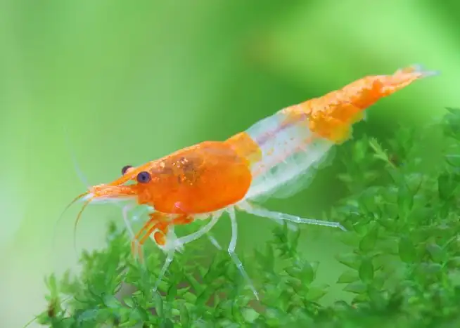 Tép Orange Rili