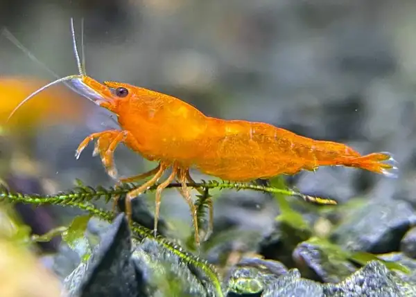 Tép Orange Sakura