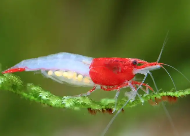 Tép Red Rili