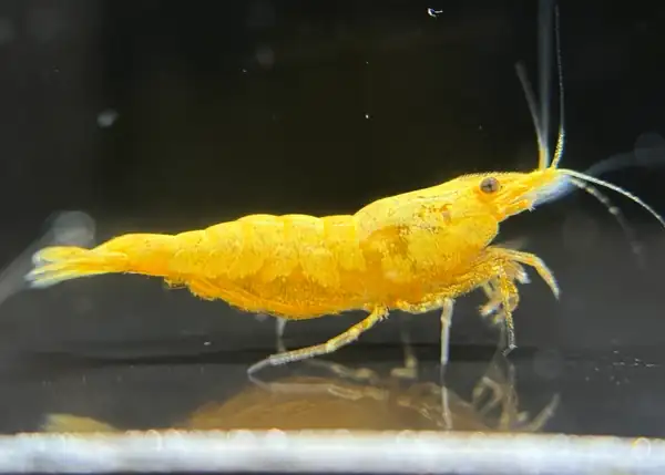 Tép Yellow