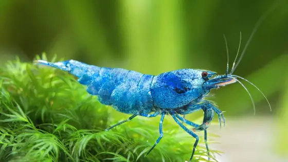 Tép Blue Bolt