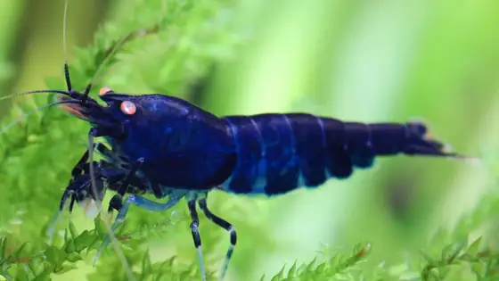 Tép Blue Tiger