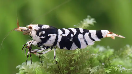 Tép Fancy Tiger
