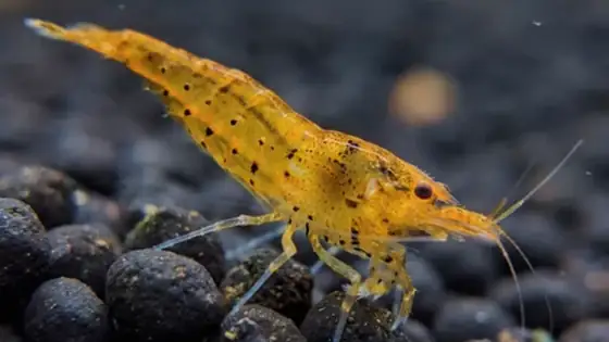 Tép Tangerine Tiger