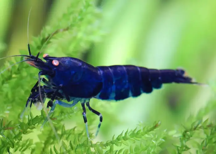 Tép Blue Tiger