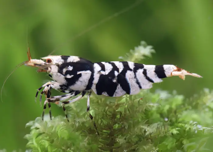 Tép Fancy Tiger