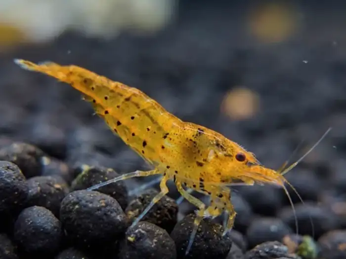 Tép Tangerine Tiger