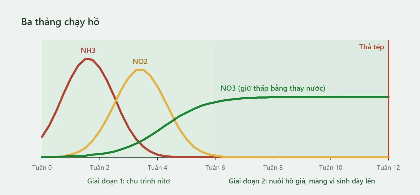 Biểu đồ ba tháng chạy hồ: NH3 tăng rồi giảm, NO2 tăng rồi giảm, NO3 xuất hiện, tuần 12 thả tép