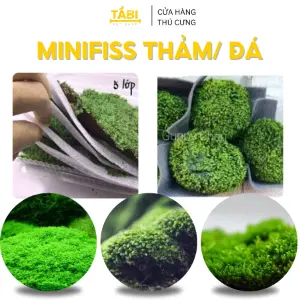 Rêu Mini Taiwan, Minifiss
