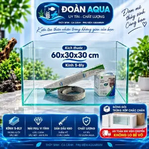 Bể kính 60×30×30 cm, kính 5 li hoặc 8 li (khoảng 54 lít)