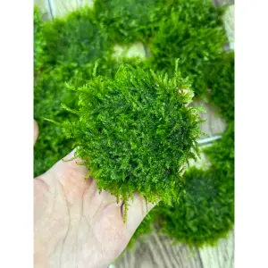 Rêu Taiwan gắn giá thể