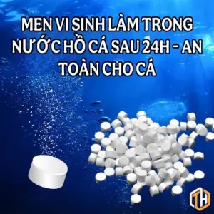 Men vi sinh dạng viên nén