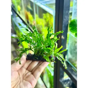 Dương xỉ sừng hươu gắn giá thể
