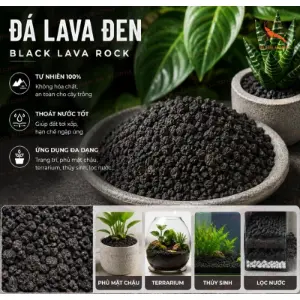 Đá lava đen