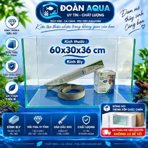 Bể kính 60×30×36 cm, kính 8 li (khoảng 65 lít)