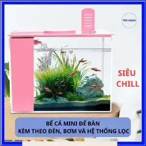 Bể để bàn WH-623 kèm đèn và lọc vách